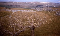 Limestone View